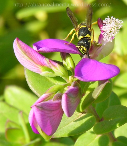 27-09-2008 - Pessegueiro