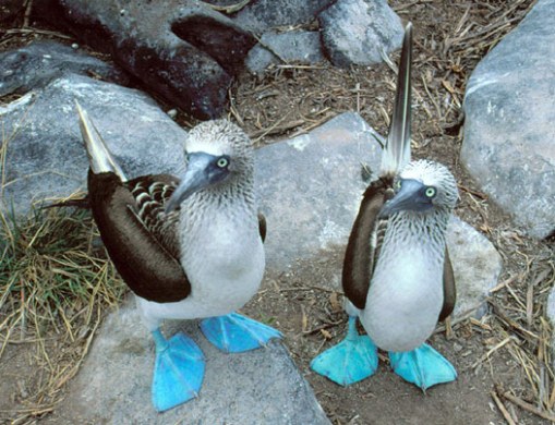 Blue-footed boobies (Sula nebouxii excisa)