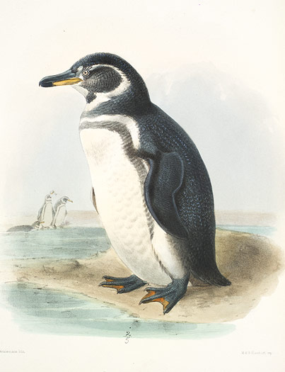 Galapágos penguin (Spheniscus mendiculus)