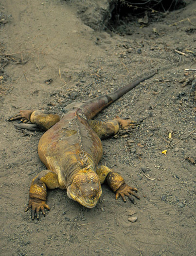 Land iguana (Conolophus subcristatus)