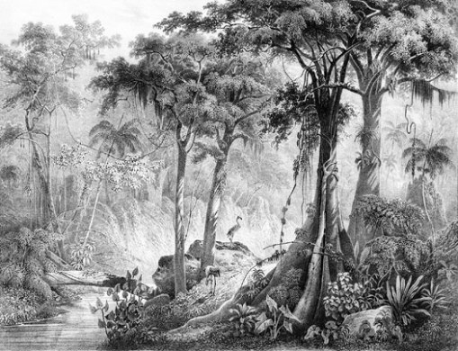 Rugenda Brazilian landscape