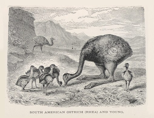 South American Ostrich (Rhea) and young