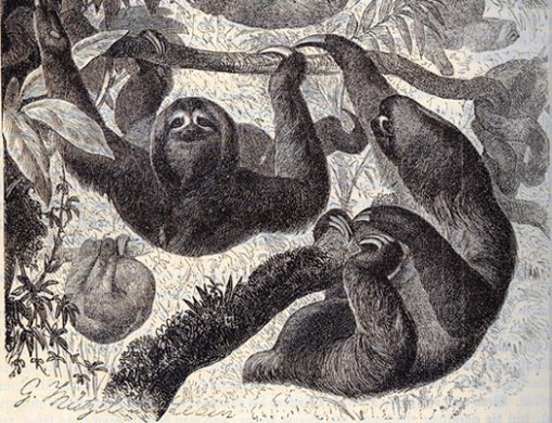 Three-toed sloth (Bradypus variegatus)