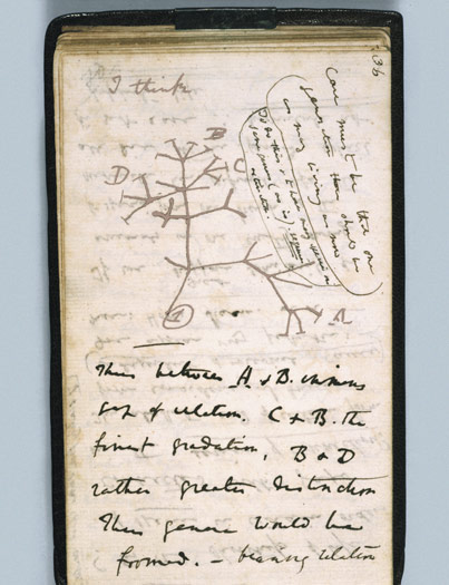 The first-known sketch by Charles Darwin of an evolutionary tree describing the relationships among groups of organisms.