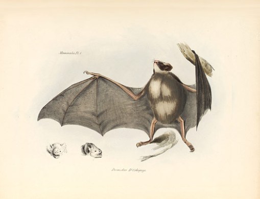 Vampire bat (Desmodus D'Orbigny), from The Voyage Of The Beagle