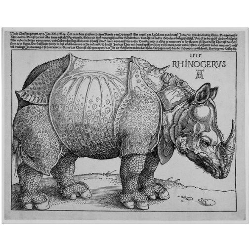 Albrecht Dürer's Rhinoceros