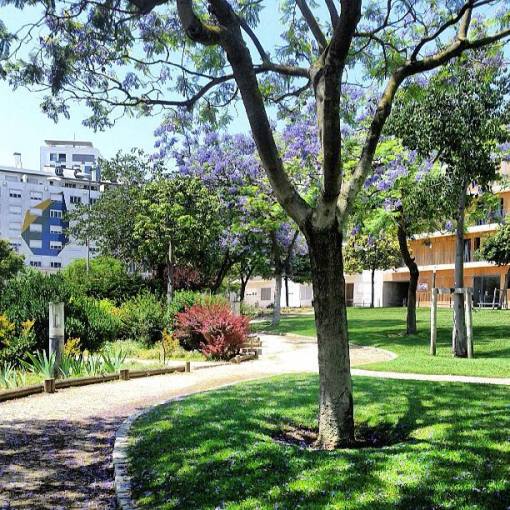 aba_20130625_jacarandas_1